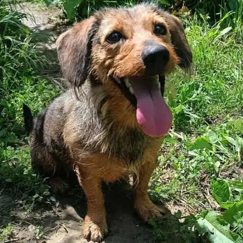 Mowgli photo 2