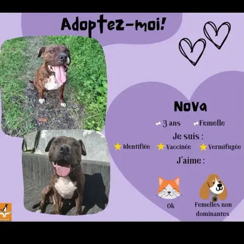 Nova