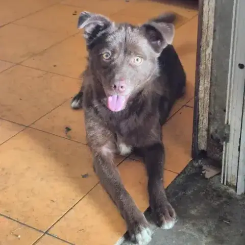 Sirius