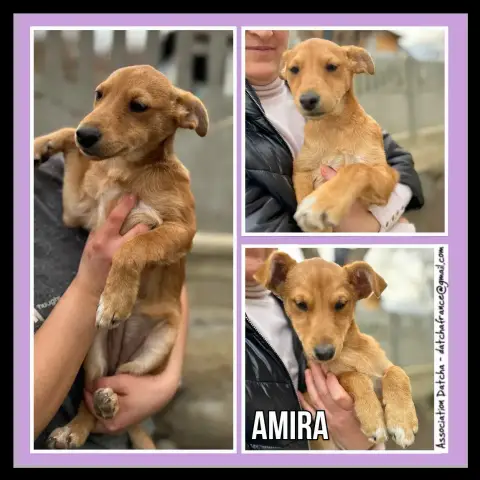 Amira