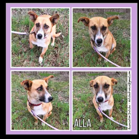 Alla