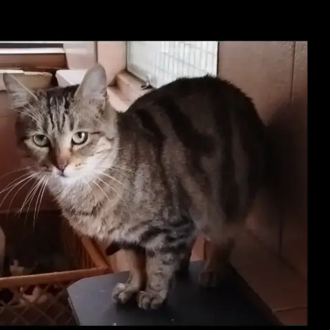 Scalla