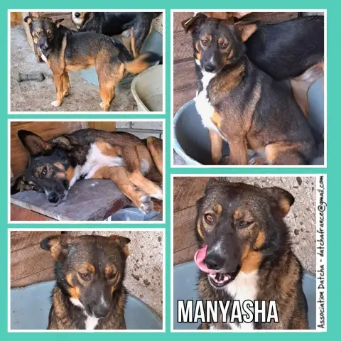 Manyasha