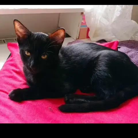 Ukko