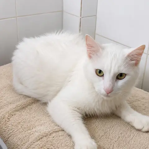 César photo 2