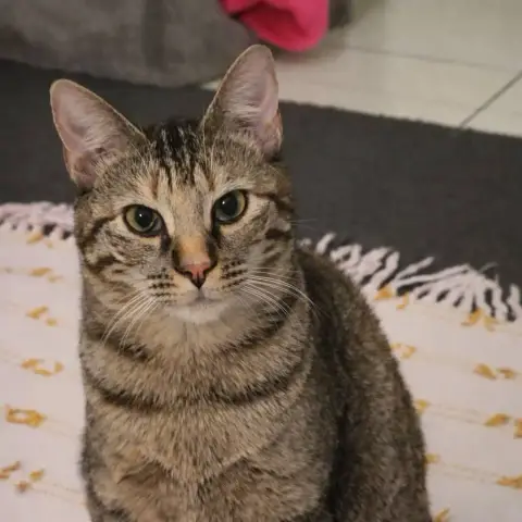 Athéna