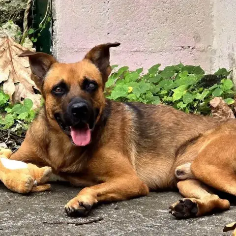 Karamelo