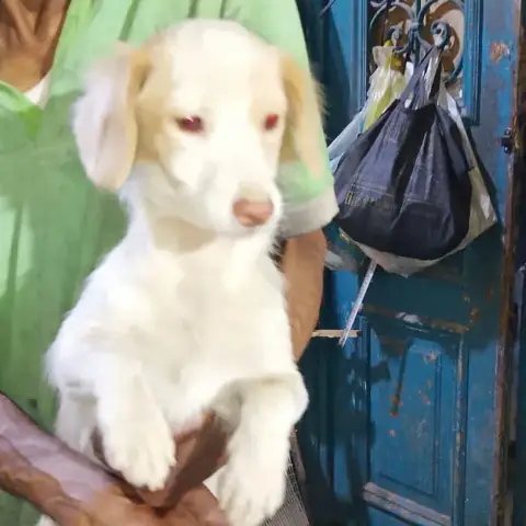 Haiti