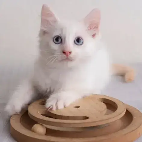 ✨️ Spicy ✨️ 🐱