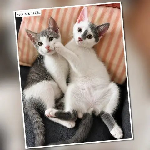 Holala