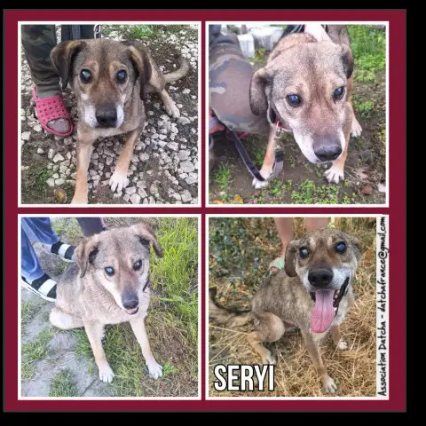 Seryi