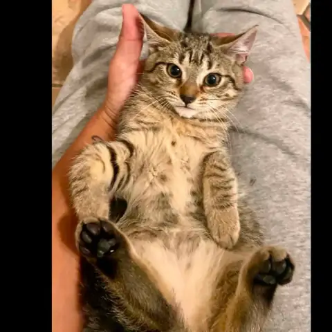 Bisou