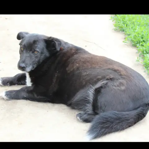 Tonka photo 2