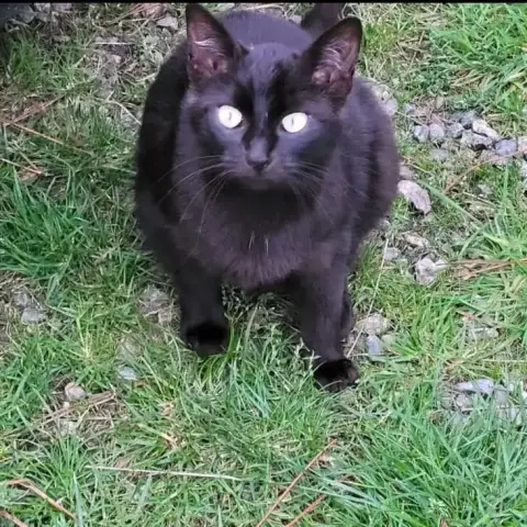 Nina