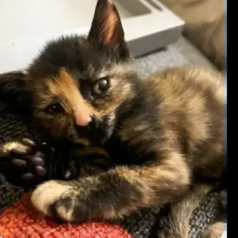 Ninja