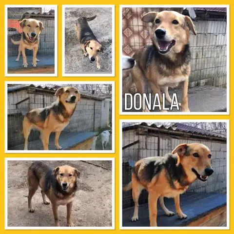 Donala