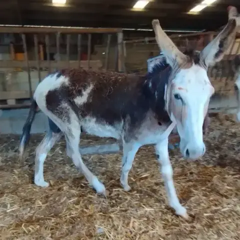 Rambo