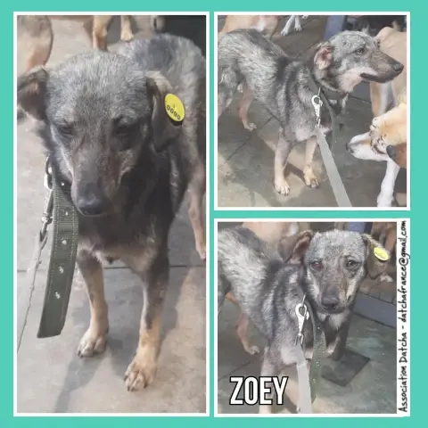 Zoey