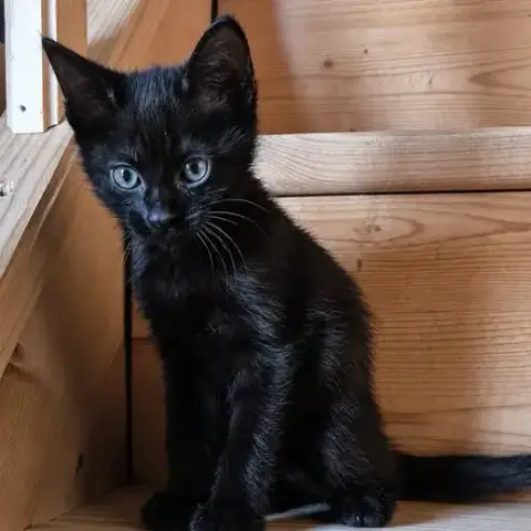 Bagheera