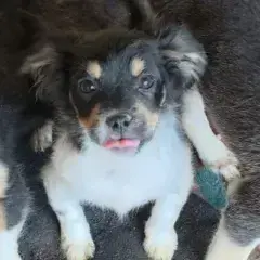 Nova photo 2