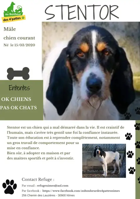 Stentor