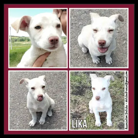 Lika