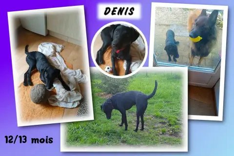 Denis