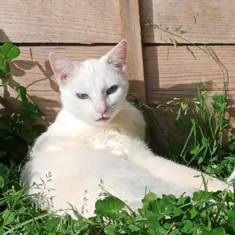 Jade