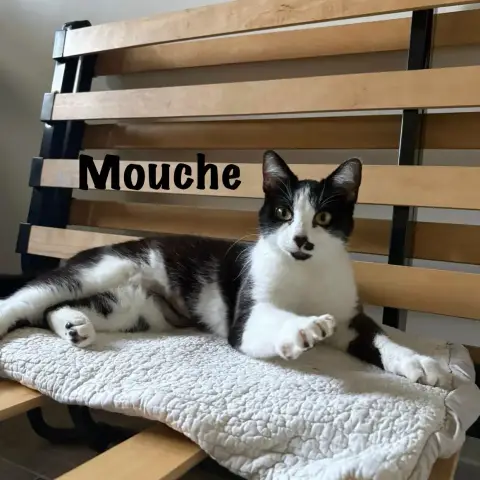 Mouche photo 3