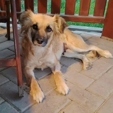 Naïa