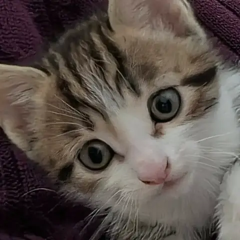 Bandit photo 2