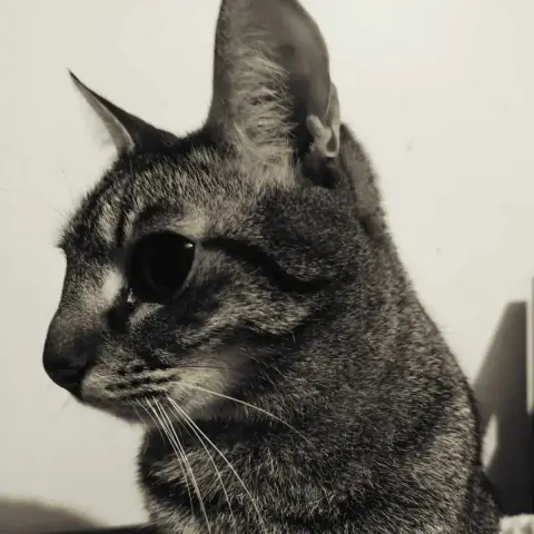 Yoko photo 3
