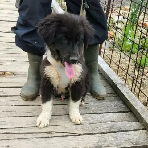 Baloo
