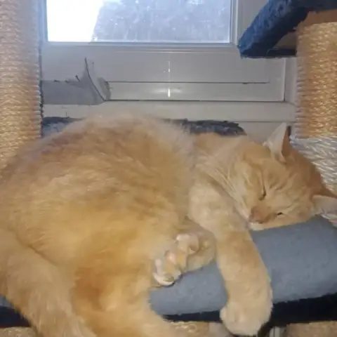 Ron