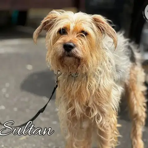 Sultan
