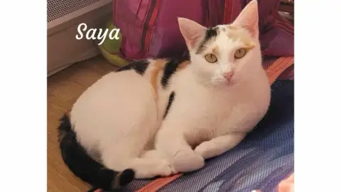 Saya