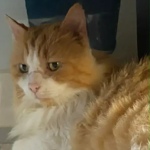 Tyrion