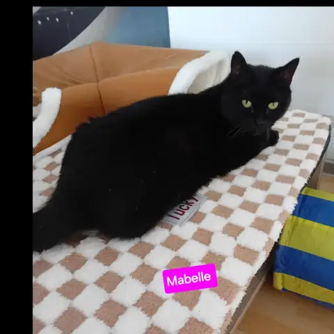 Mabelle