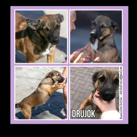 Drujok