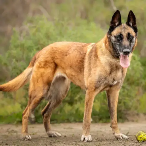 Nikita