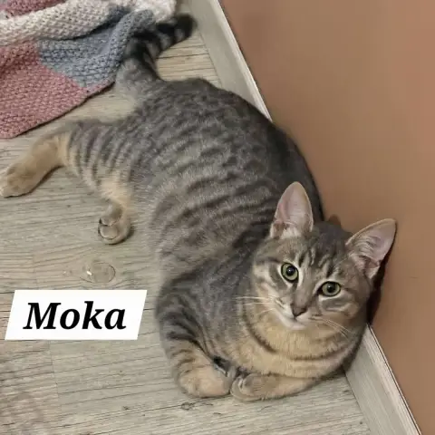 Moka