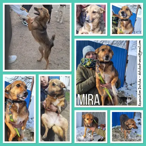 Mira