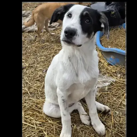 Tasha