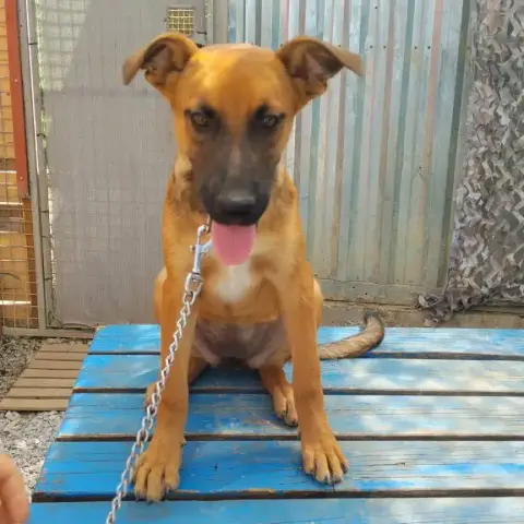 Zelia