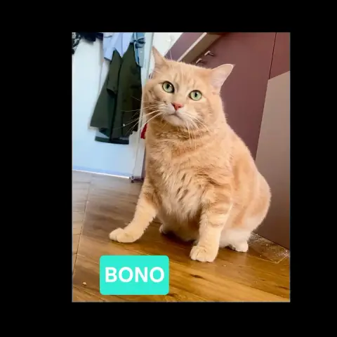 Bono