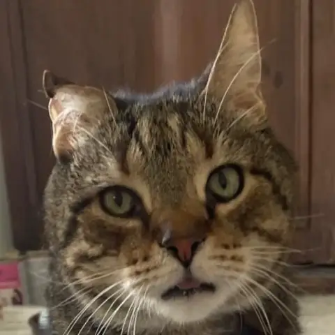 Filou