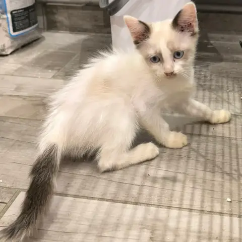 Baila