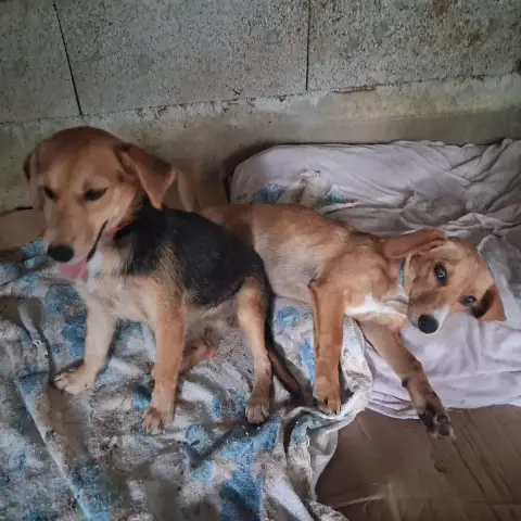 Balou & Boni photo 3