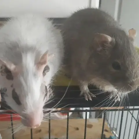 Jonas Et Gégé