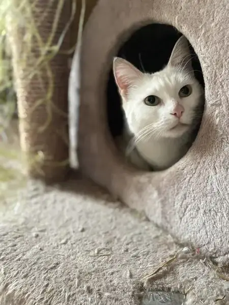 Anggun